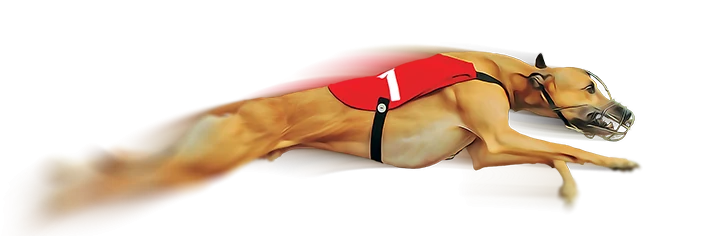 Greyhounds racing in e-Greyhounds